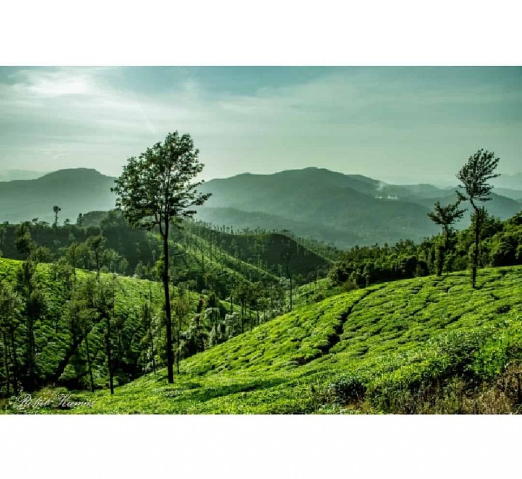 Enjoy the freshly grown leaves of the tea in Kelagur Tea Estate near RiverMist Resorts Chikmagalur