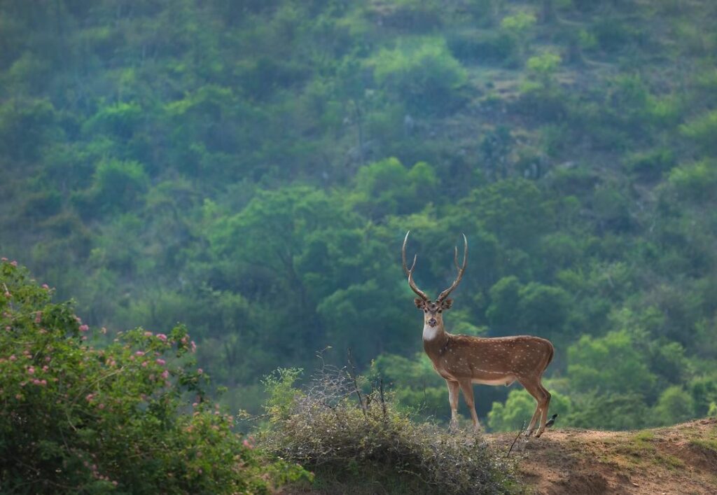 A deer searching for his food in the middle of the forest at Bandipur