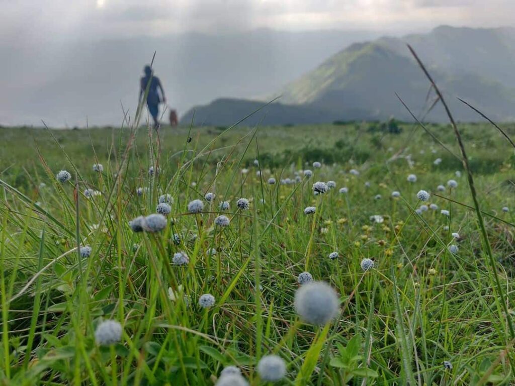 Mullayanagiri is one of the most popular trekking destinations in Karnataka