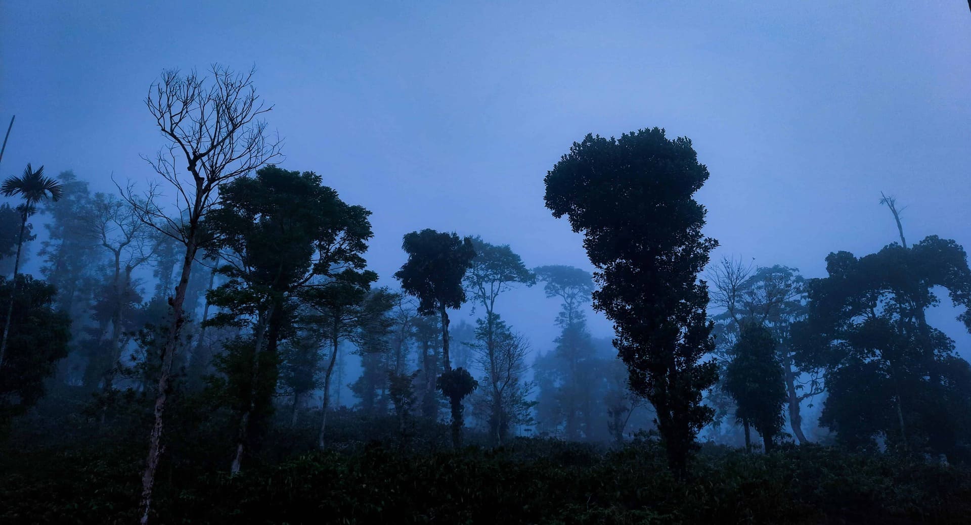 Serene misty trees near cottage pond. RiverMist Resorts nature.