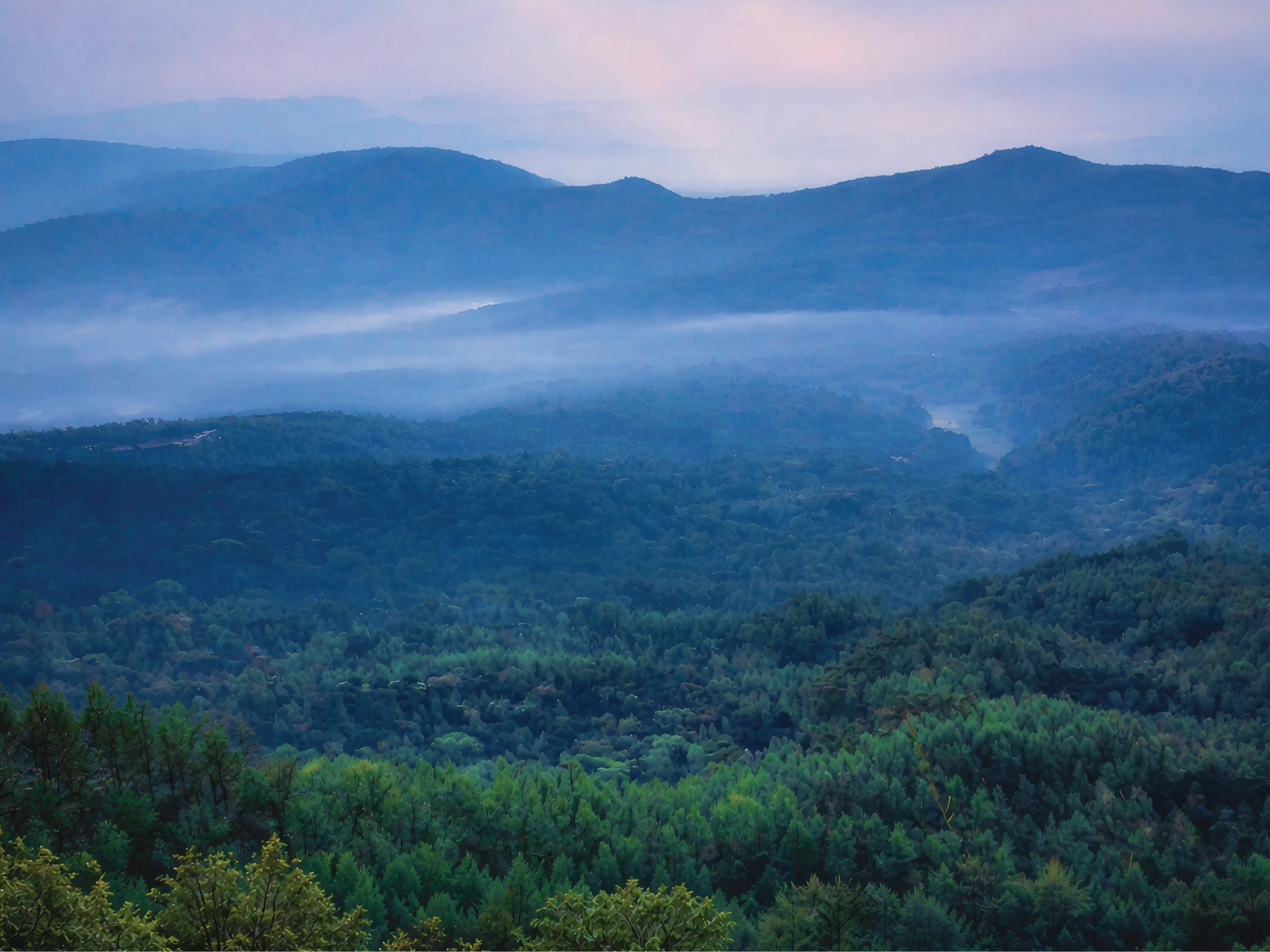 Birdwatching in Chikmagalur Beginner Guide, Best Spots & Best Time of Day