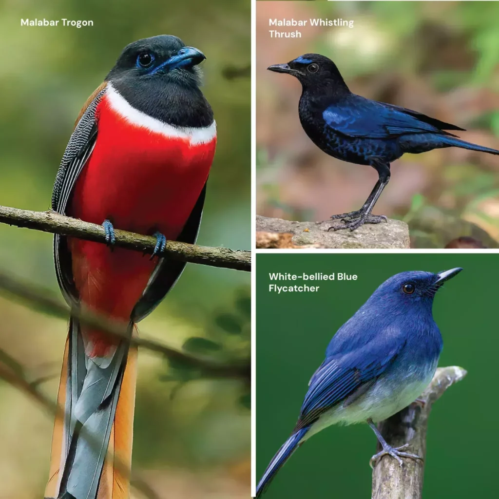 Chikmagalur as wide variety of endemic birds of the Western Ghats