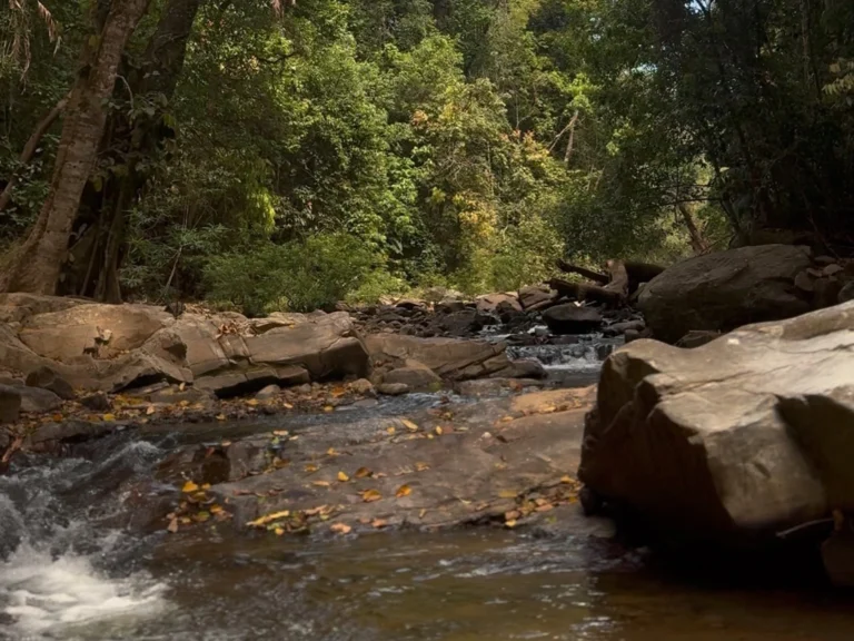 Scenic river walk in the Western Ghats near Chikmagalur, surrounded by coffee plantations and misty hills