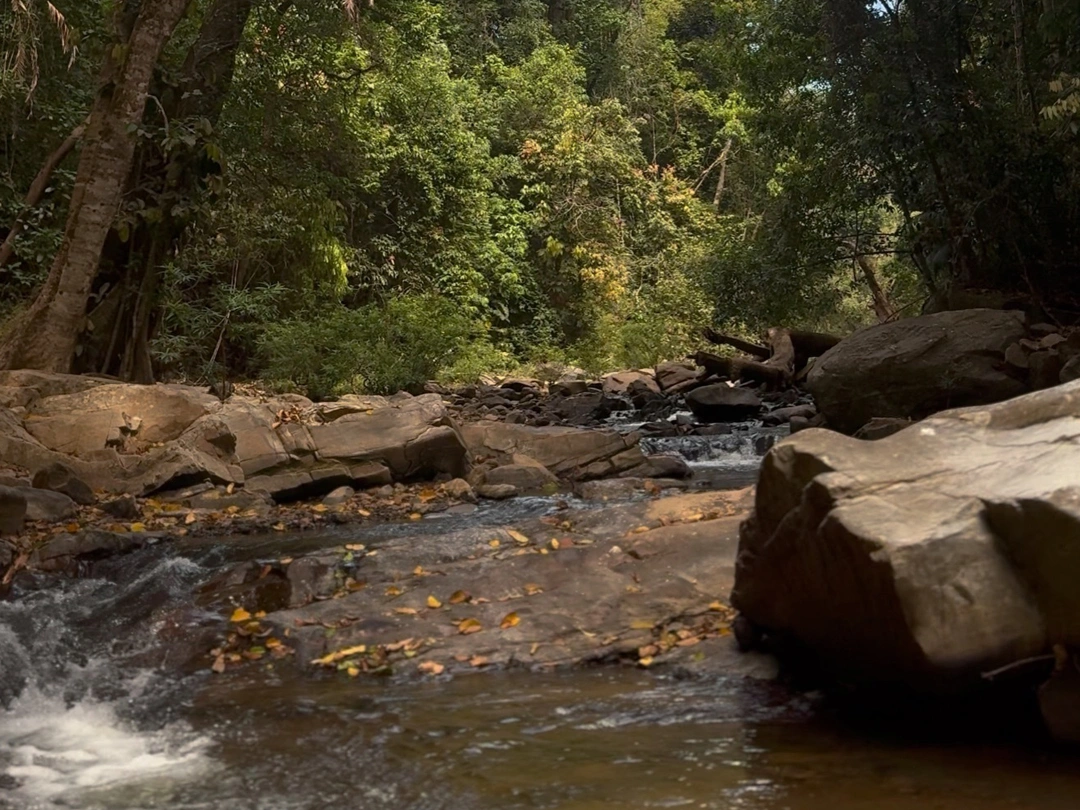 Scenic river walk in the Western Ghats near Chikmagalur, surrounded by coffee plantations and misty hills