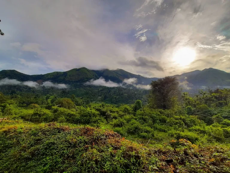 Nature walking trail through coffee plantations and forests in Chikmagalur Western Ghats