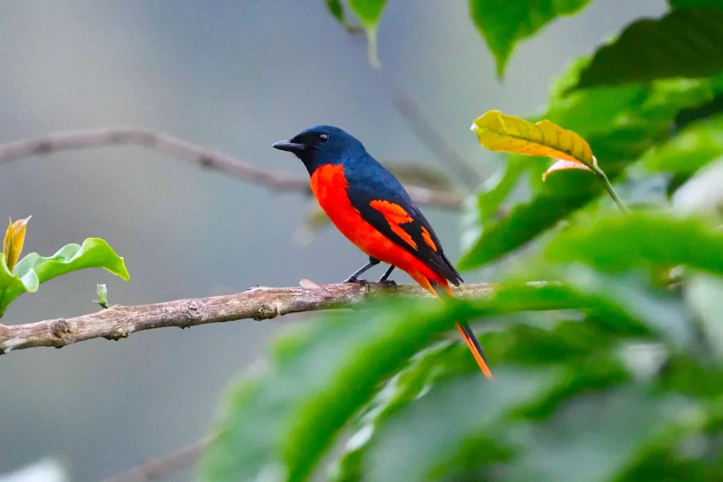 Male Scarlet Minivet bird on branch. RiverMist Resorts nature.