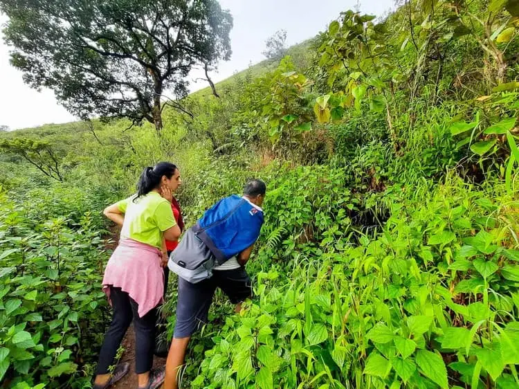 Jungle hiking adventure in lush green forest. RiverMist Resorts.