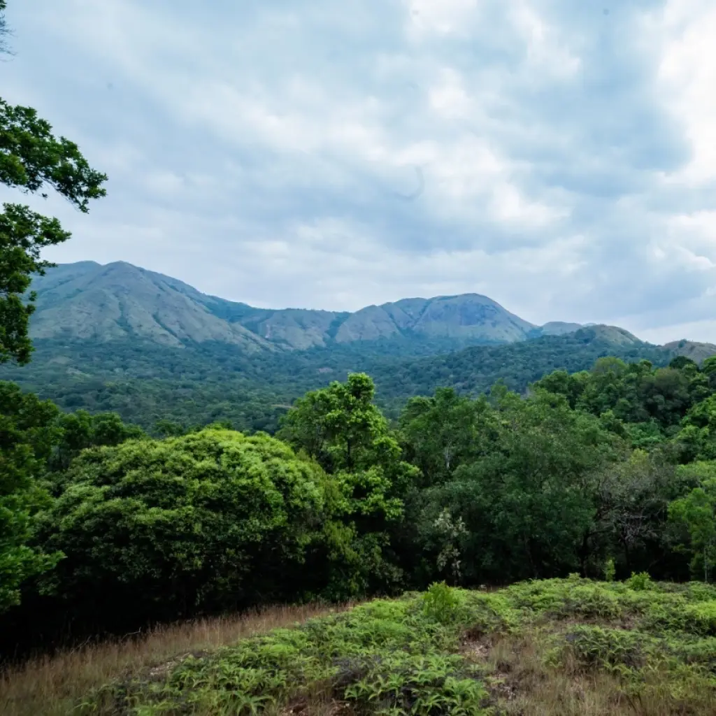 Lush Western Ghats mountains under a cloudy monsoon sky in Chikmagalur