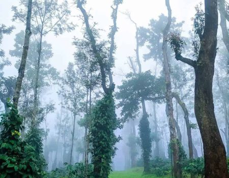 RiverMist Resorts Offers a Nature Walk into the dense forests to restore happiness to your life
