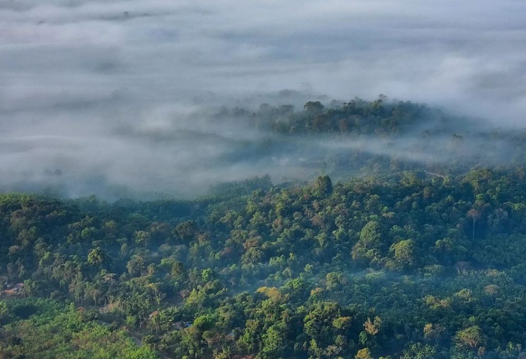Dense Sakleshpur rainforest canopy with rising mist. Karnataka.
